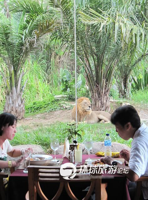 Dùng bữa cùng… dã thú